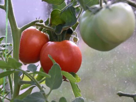 Culturi-in-sere-sticla-securizata-www.sere-natura.ro-14-1100x733 Culturi in sere sticla