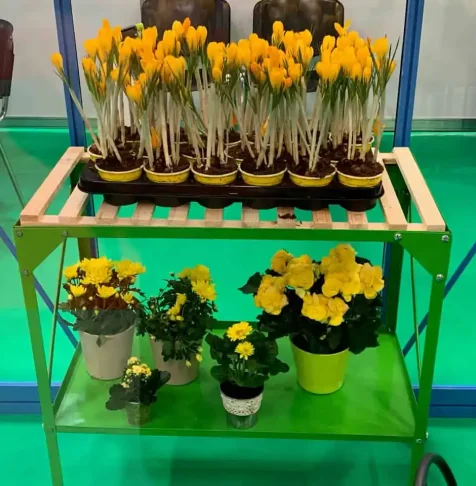 ROMEXPO 2019 EXPO FLOWERS & GARDEN SI CONSTRUCT – AMBIENT EXPO 14-17 MARTIE 2019